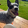 animal, backyard, canine, closeup, collar, daylight, dog, ears, grass, greenery, happy, nature, outdoor, pet, playful, shed, smiling, sunny, tongue_out, wooden_deck