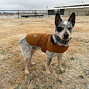 Boone joined the competition — help win amazing prizes! alert, animal, brown_coat, canine, coat, collar, dog, ears_up, farm, fence, field, frost, grass, looking, outdoor, pet, rural, speckled_fur, standing, winter