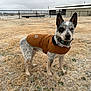 alert, animal, brown_coat, canine, coat, collar, dog, ears_up, farm, fence, field, frost, grass, looking, outdoor, pet, rural, speckled_fur, standing, winter