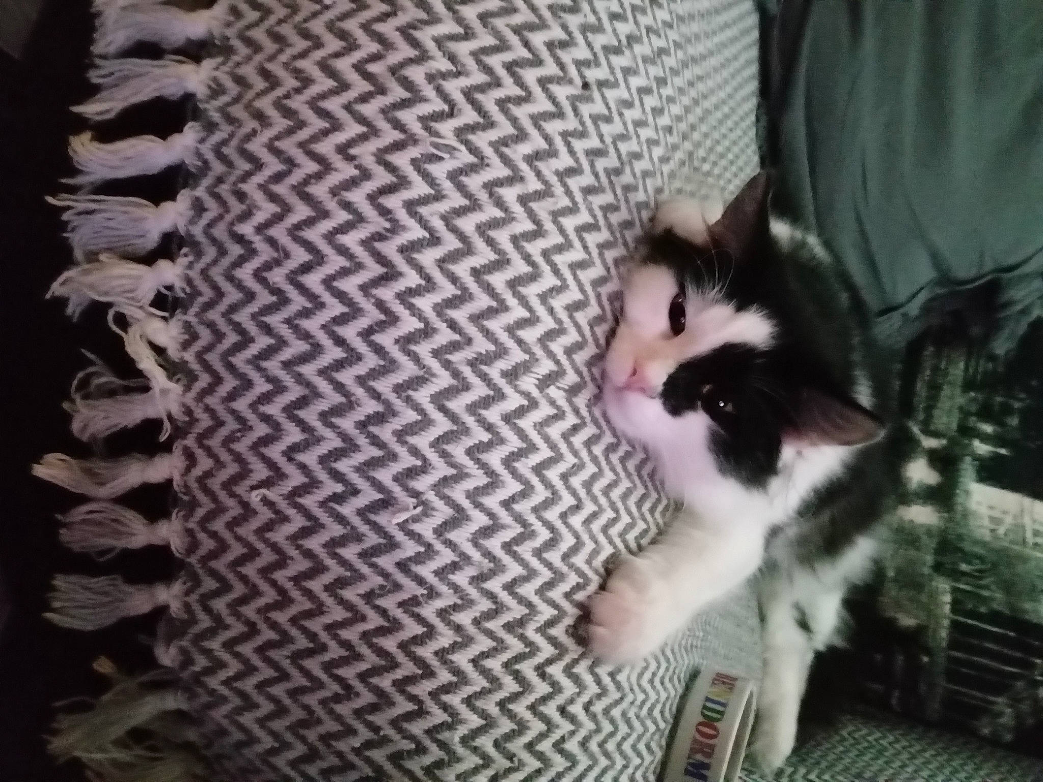 Munchie is registered to the contest to win money with this photo: canidae, carnivore, cat, chair, domestic_short_haired_cat, eye, felidae, fur, monochrome, monochrome_photography, pattern, paw, photo_caption, plant, sitting, small_to_medium_sized_cats, snout, tail, tree, whiskers