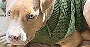 Maximus is registered to the contest to win money with this photo: blanket, brown_eyes, closeup, couch, cozy, cute, dog, floppy_ears, furniture, green_sweater, home, indoor, lying_down, paws, pet, pit_bull, portrait, short_hair, sunlight, tan_dog