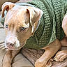 blanket, brown_eyes, closeup, couch, cozy, cute, dog, floppy_ears, furniture, green_sweater, home, indoor, lying_down, paws, pet, pit_bull, portrait, short_hair, sunlight, tan_dog