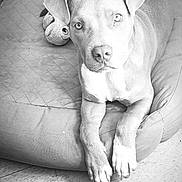 Maximus joined the competition — help win amazing prizes! animal, armchair, black_and_white, couch, cute, dog, floppy_ears, furniture, home, indoors, paws, pet, pit_bull, portrait, puppy, relaxed, sitting, stuffed_toy, toy, wide_eyes