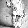 animal, armchair, black_and_white, couch, cute, dog, floppy_ears, furniture, home, indoors, paws, pet, pit_bull, portrait, puppy, relaxed, sitting, stuffed_toy, toy, wide_eyes