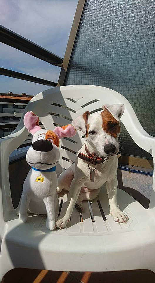 Jehna a rejoint le concours — aidez-le/la à gagner de superbes lots ! brazilian_terrier, canidae, carnivore, dog, dog_breed, fawn, jack_russell_terrier, non_sporting_group, sporting_group, vehicle