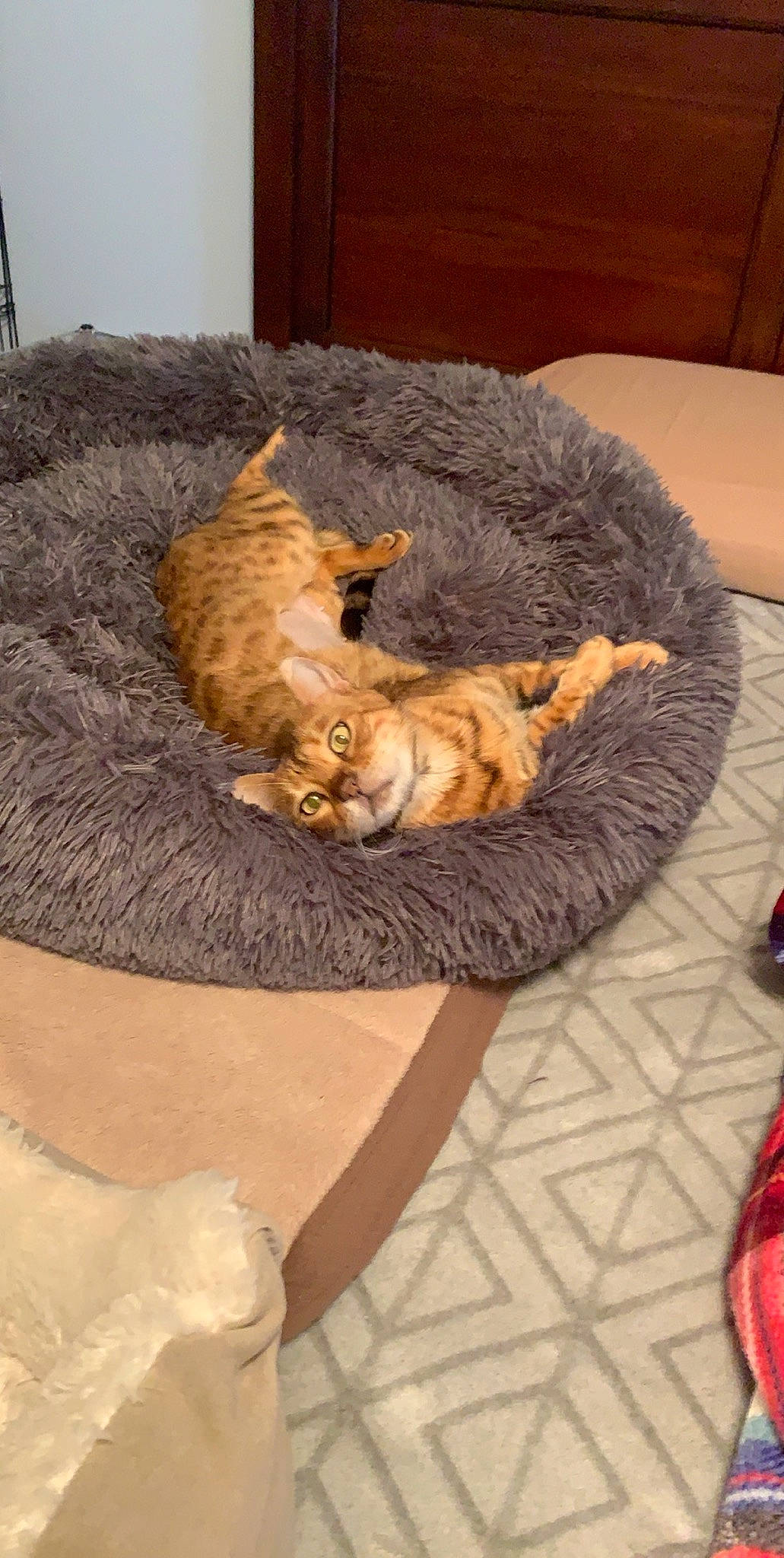 Bianca is registered to the contest to win money with this photo: asian, bengal, carnivore, cat, cat_bed, domestic_short_haired_cat, dragon_li, egyptian_mau, european_shorthair, fawn, felidae, fur, mammal, nap, pixie_bob, sleep, small_to_medium_sized_cats, tabby_cat, toyger, whiskers