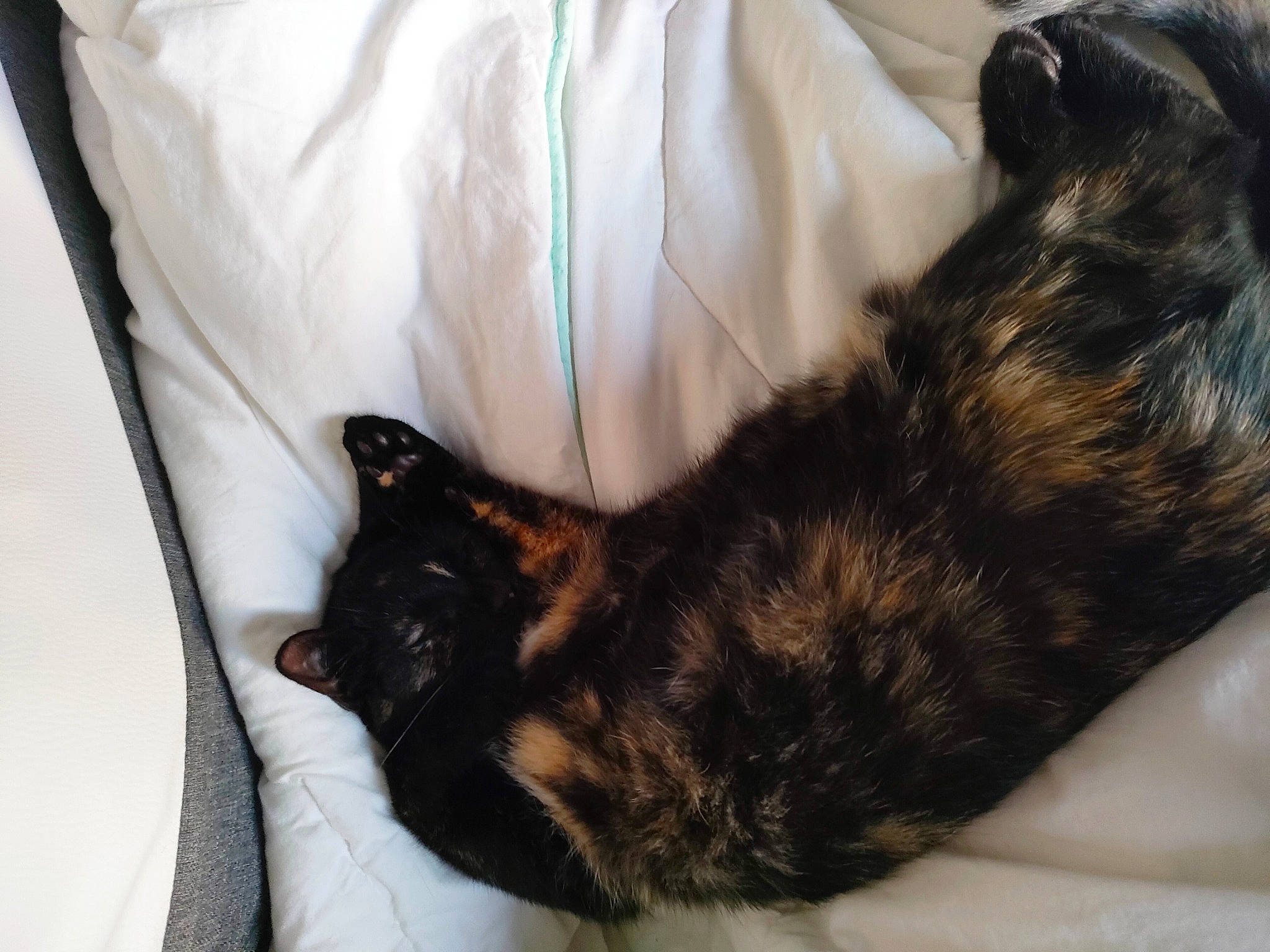 Cynap participe au concours pour gagner de l'argent avec cette photo : bed, black_cat, canidae, carnivore, cat, claw, comfort, dog_breed, domestic_short_haired_cat, ear, felidae, fur, linens, nap, paw, small_to_medium_sized_cats, snout, sporting_group, tail, whiskers