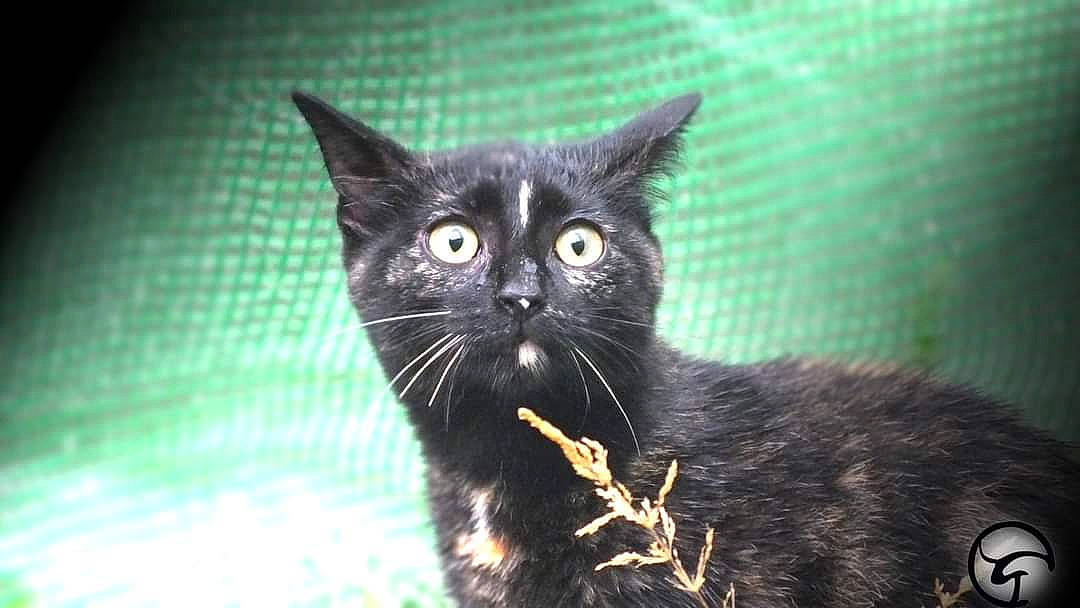 Cynap a rejoint le concours — aidez-le/la à gagner de superbes lots ! black_cat, bombay, carnivore, cat, claw, domestic_short_haired_cat, eye, felidae, fur, grass, paw, small_to_medium_sized_cats, snout, tail, terrestrial_animal, whiskers, window