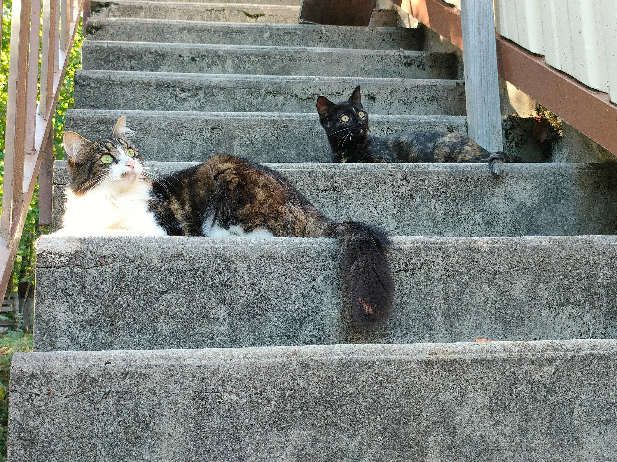 Cynap participe au concours pour gagner de l'argent avec cette photo : carnivore, cat, concrete, curb, domestic_short_haired_cat, felidae, fur, grass, grey, line, mammal, plant, small_to_medium_sized_cats, snout, stairs, tail, terrestrial_animal, vertebrate, whiskers, wood