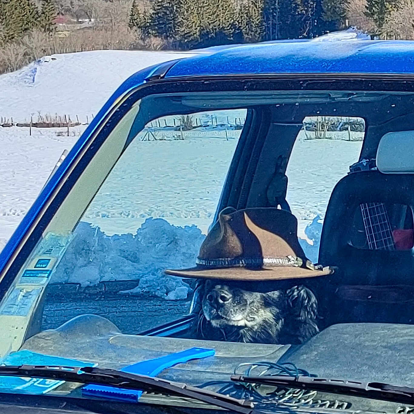 Hector participe au concours pour gagner de l'argent avec cette photo : auto_part, automotive_design, automotive_exterior, automotive_lighting, automotive_mirror, blue, car, hood, motor_vehicle, personal_luxury_car, sky, slope, snow, tints_and_shades, tree, vehicle, vehicle_door, vehicle_registration_plate, window, windscreen_wiper