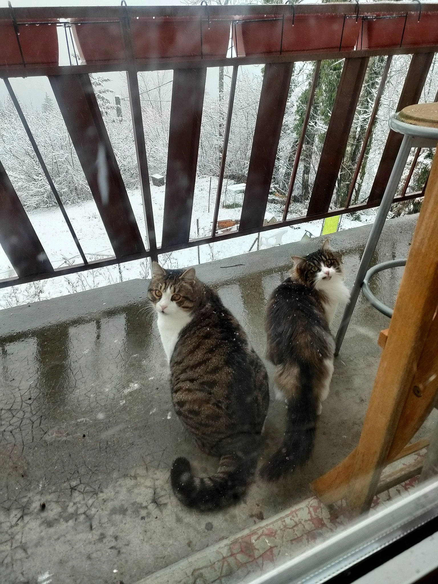 Gros Doudou a rejoint le concours — aidez-le/la à gagner de superbes lots ! animal_shelter, carnivore, cat, domestic_short_haired_cat, felidae, fur, metal, small_to_medium_sized_cats, tail, terrestrial_animal, whiskers, window, wood