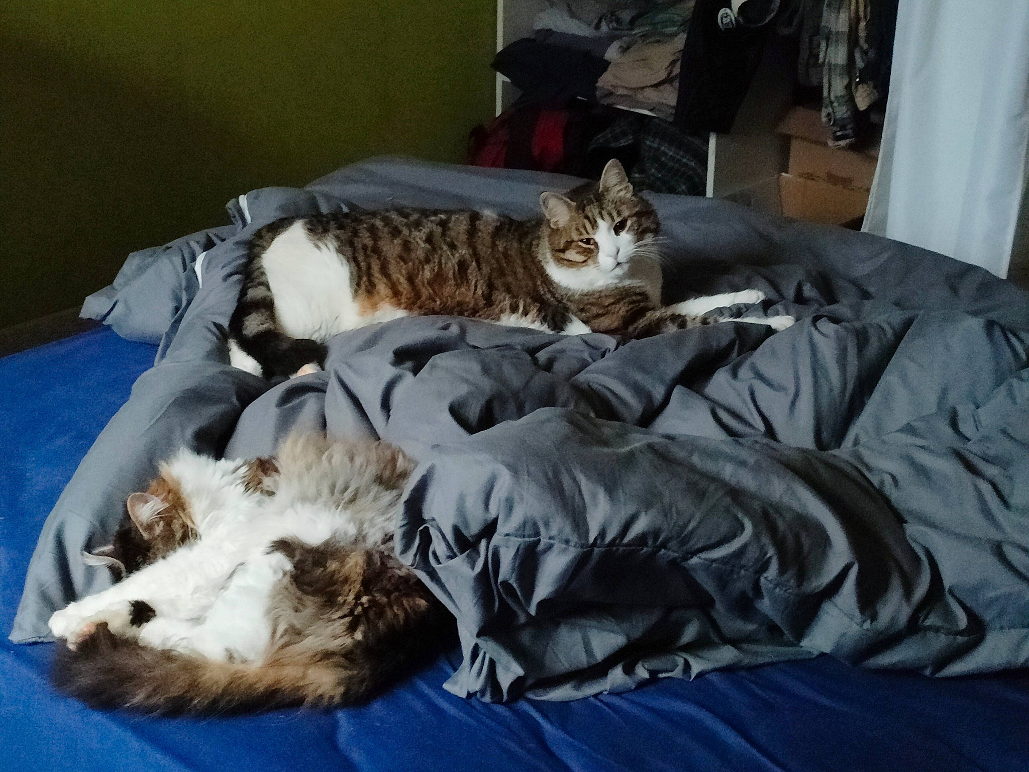 Gros Doudou participe au concours pour gagner de l'argent avec cette photo : bed, bed_sheet, bedding, carnivore, cat, comfort, companion_dog, curtain, domestic_short_haired_cat, duvet, felidae, fur, linens, nap, paw, room, small_to_medium_sized_cats, tail, terrestrial_animal, whiskers