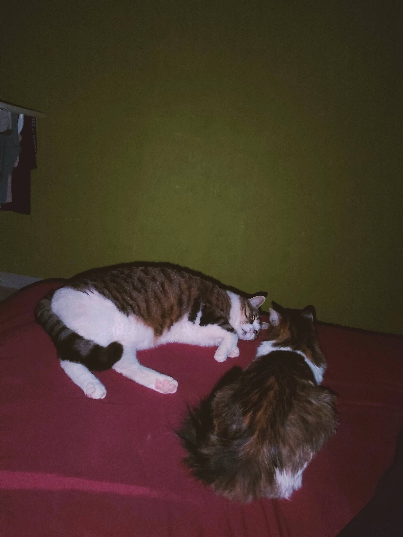 Gros Doudou participe au concours pour gagner de l'argent avec cette photo : brown, carnivore, cat, cat_supply, comfort, dog_breed, domestic_short_haired_cat, felidae, flooring, fur, hardwood, mammal, paw, room, small_to_medium_sized_cats, tail, terrestrial_animal, whiskers, wood