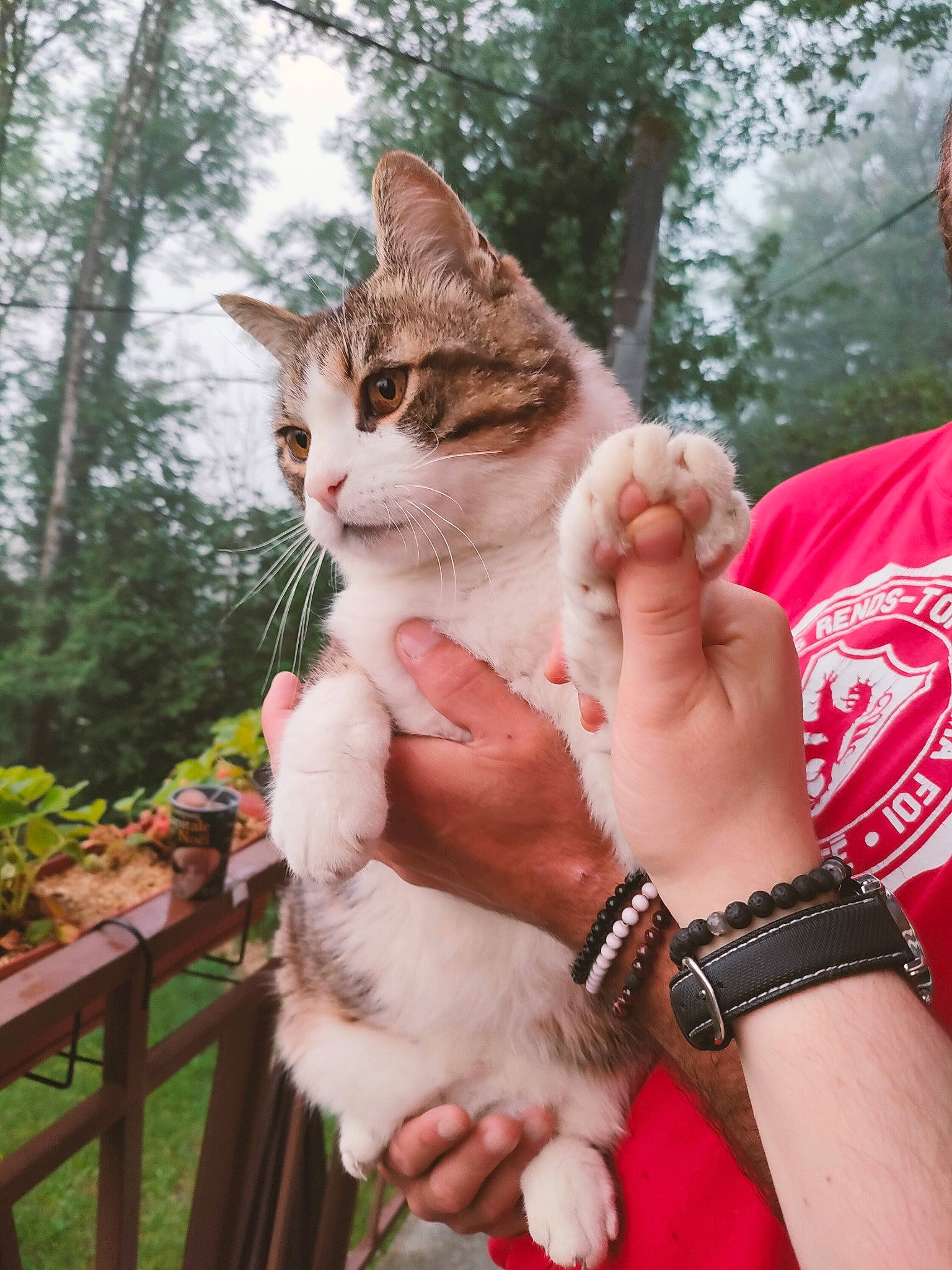 Gros Doudou a rejoint le concours — aidez-le/la à gagner de superbes lots ! bracelet, carnivore, cat, domestic_short_haired_cat, fawn, felidae, fur, gesture, grass, hand, happy, jewellery, nail, plant, small_to_medium_sized_cats, tail, tree, watch, whiskers, wildlife