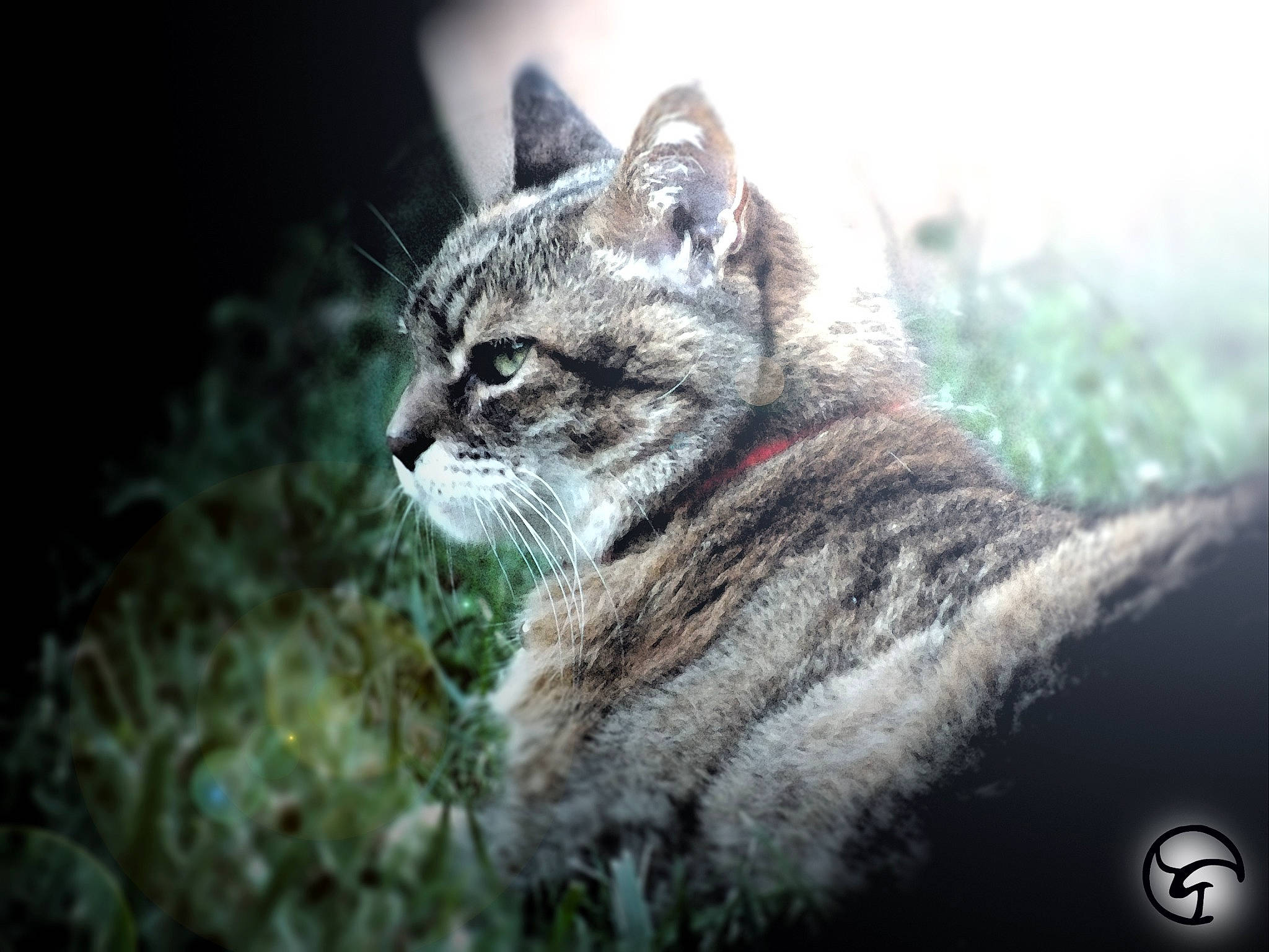 Pia a rejoint le concours — aidez-le/la à gagner de superbes lots ! bobcat, carnivore, cat, darkness, domestic_short_haired_cat, felidae, fur, grass, grey, lynx, macro_photography, photo_caption, plant, small_to_medium_sized_cats, tail, terrestrial_animal, tree, whiskers, window