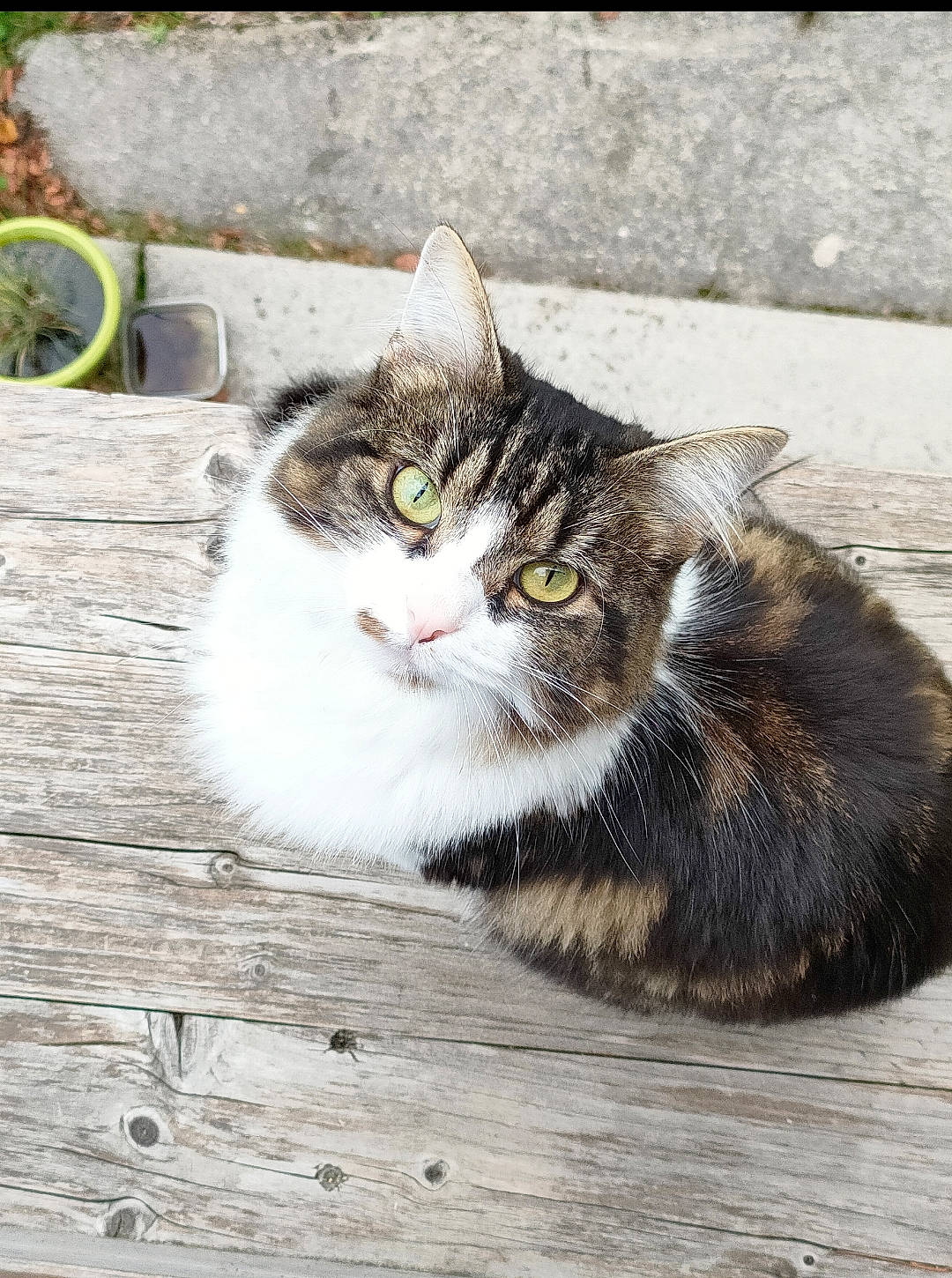 Miss Teigne participe au concours pour gagner de l'argent avec cette photo : carnivore, cat, domestic_short_haired_cat, felidae, flooring, fur, grass, hardwood, monochrome_photography, paw, road_surface, sitting, small_to_medium_sized_cats, snout, tail, terrestrial_animal, whiskers, window, wood