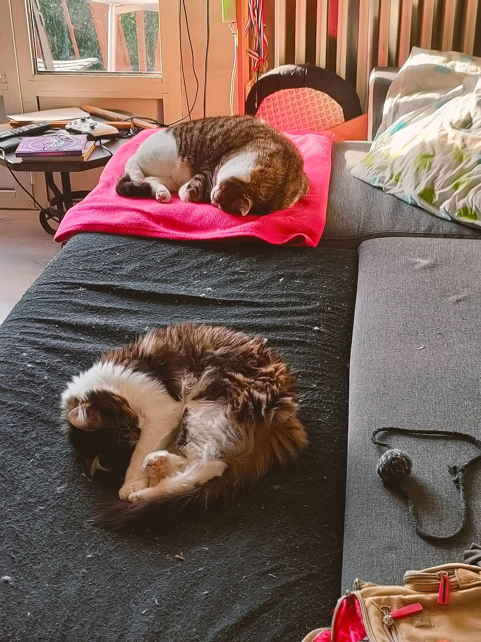 Miss Teigne a rejoint le concours — aidez-le/la à gagner de superbes lots ! carnivore, carpet, cat, comfort, companion_dog, dog_breed, fawn, felidae, floor, flooring, fur, houseplant, linens, living_room, room, small_to_medium_sized_cats, sporting_group, table, whiskers, wood