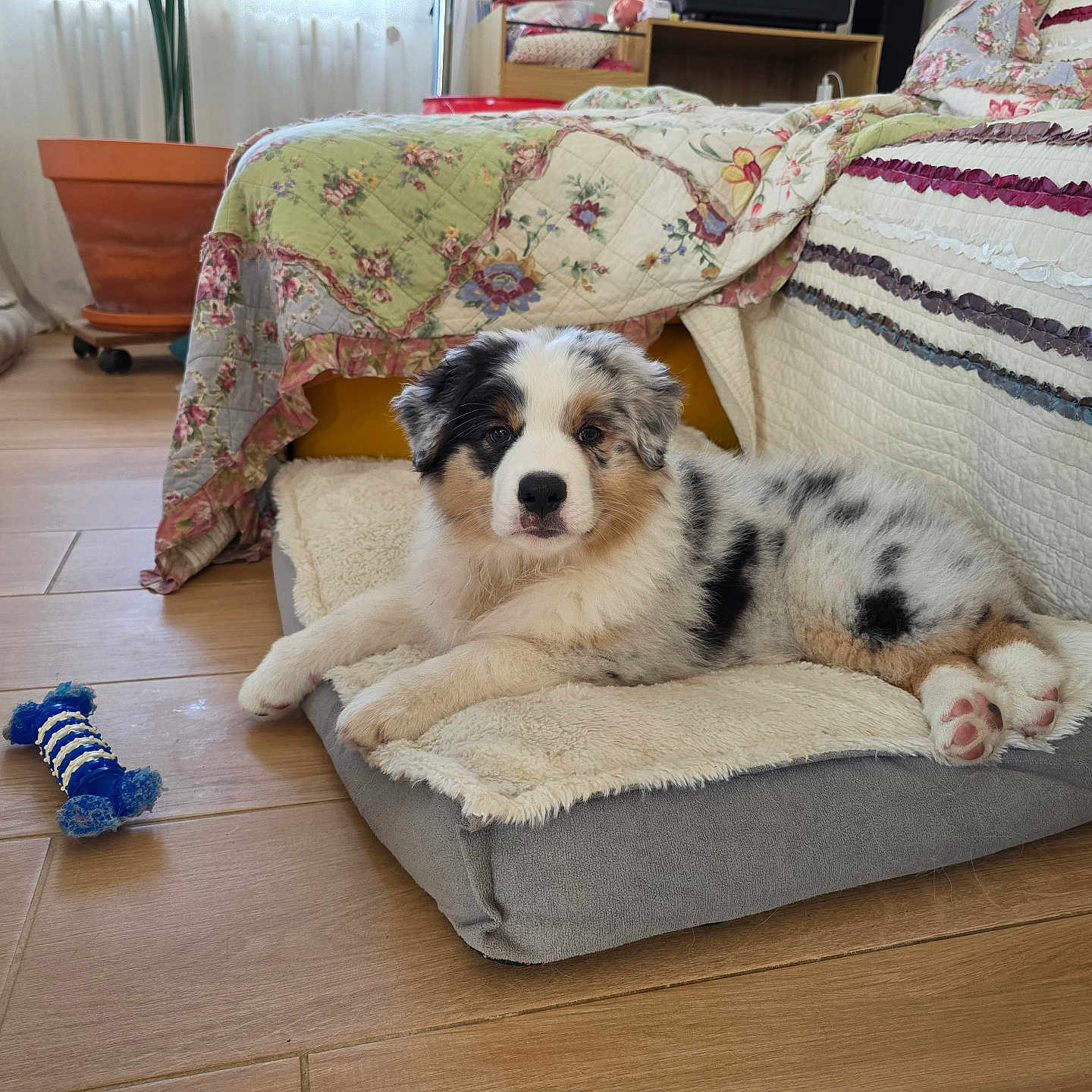 Aston a rejoint le concours — aidez-le/la à gagner de superbes lots ! animal, australian_shepherd, blanket, chewed_toy, couch, cozy, curious, cute, dog_bed, fur, home, indoor, laying_down, paw, pet, puppy, quilt, relaxed, toy, wooden_floor