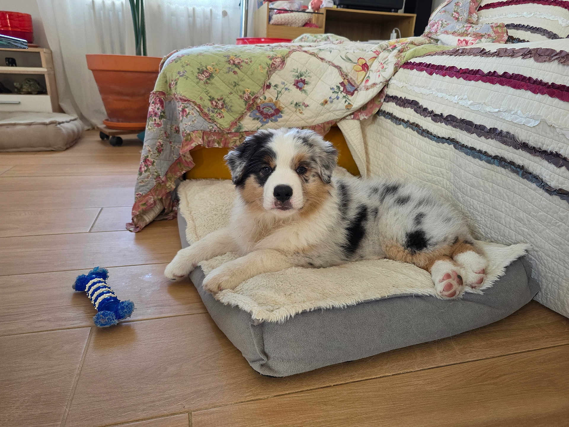 Aston a rejoint le concours — aidez-le/la à gagner de superbes lots ! puppy, australian_shepherd, dog_bed, blanket, toy, wooden_floor, couch, quilt, indoor, pet, animal, fur, paw, chewed_toy, home, relaxed, laying_down, cute, curious, cozy
