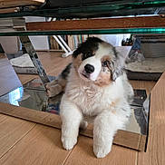 Aston participe au concours pour gagner de l'argent avec cette photo : puppy, dog, indoor, floor, wooden_floor, metal_table, furniture, curious, fluffy, pet, animal, cute, relaxing, young_dog, adorable, head_tilt, home, cozy, reflection, soft_light