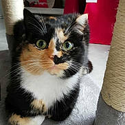 Suzy a rejoint le concours — aidez-le/la à gagner de superbes lots ! cat, calico_cat, pet, animal, whiskers, green_eyes, scratching_post, fur, cute, indoor, home, cozy, soft_surface, playful, relaxed, closeup, feline, mammal, tabby, domestic_cat
