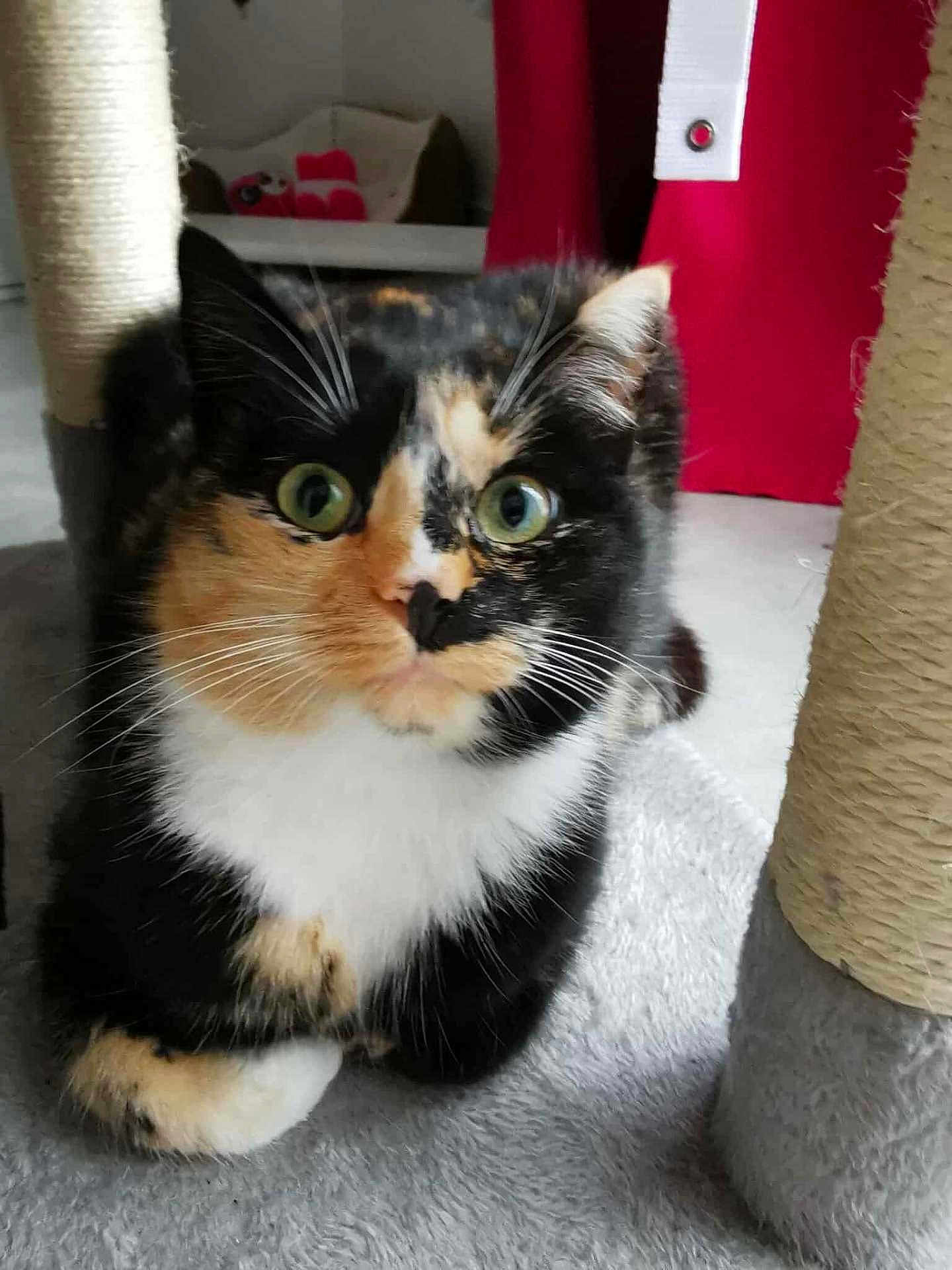 Suzy a rejoint le concours — aidez-le/la à gagner de superbes lots ! cat, calico_cat, pet, animal, whiskers, green_eyes, scratching_post, fur, cute, indoor, home, cozy, soft_surface, playful, relaxed, closeup, feline, mammal, tabby, domestic_cat