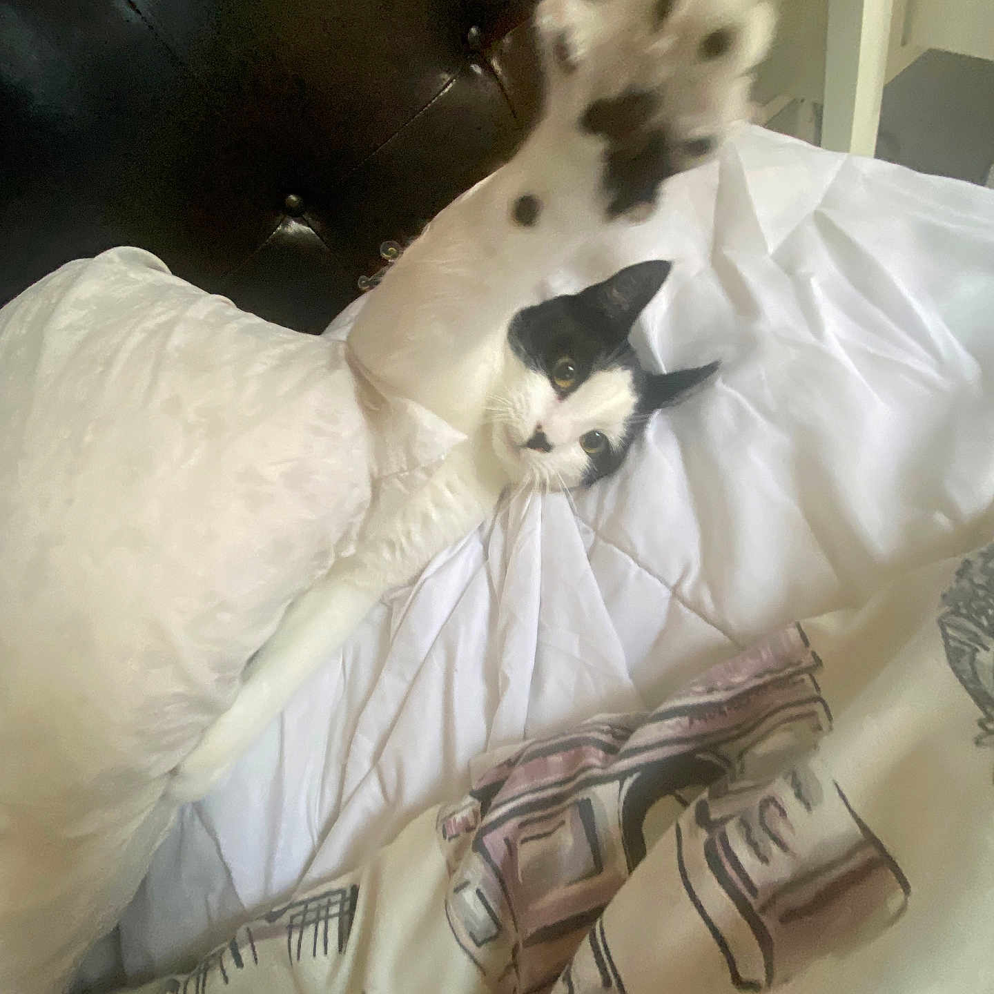 Spooky Devone joined the competition — help win amazing prizes! animal, bed, black_and_white_cat, blanket, cat, cozy, cute, domestic_animal, feline, fur, home, indoor, paw, pet, pillow, relaxed, resting, sleeping_area, stretching, whiskers