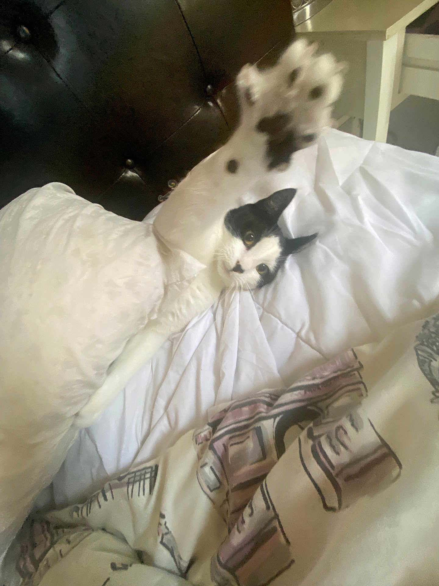 Spooky Devone joined the competition — help win amazing prizes! cat, black_and_white_cat, bed, pillow, blanket, stretching, paw, indoor, pet, feline, cute, relaxed, cozy, fur, whiskers, sleeping_area, home, domestic_animal, animal, resting