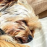 dog, sleeping, close_up, fur, pet, canine, rest, couch, relaxed, cozy, indoors, animal, mammal, cute, nap, adorable, furry, companion, domestic, peaceful