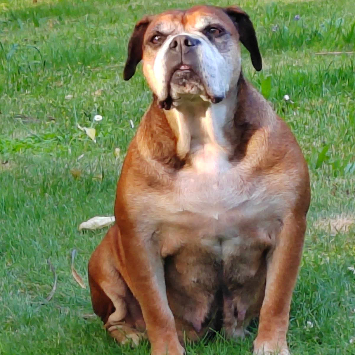 Gritt a rejoint le concours — aidez-le/la à gagner de superbes lots ! animal, ball, bostonbull, boxer, bulldog, canine, dog, football, frenchbulldog, grass, hound, lawn, pet, pitbull, plant, puppy, soccer, soccerball, sport