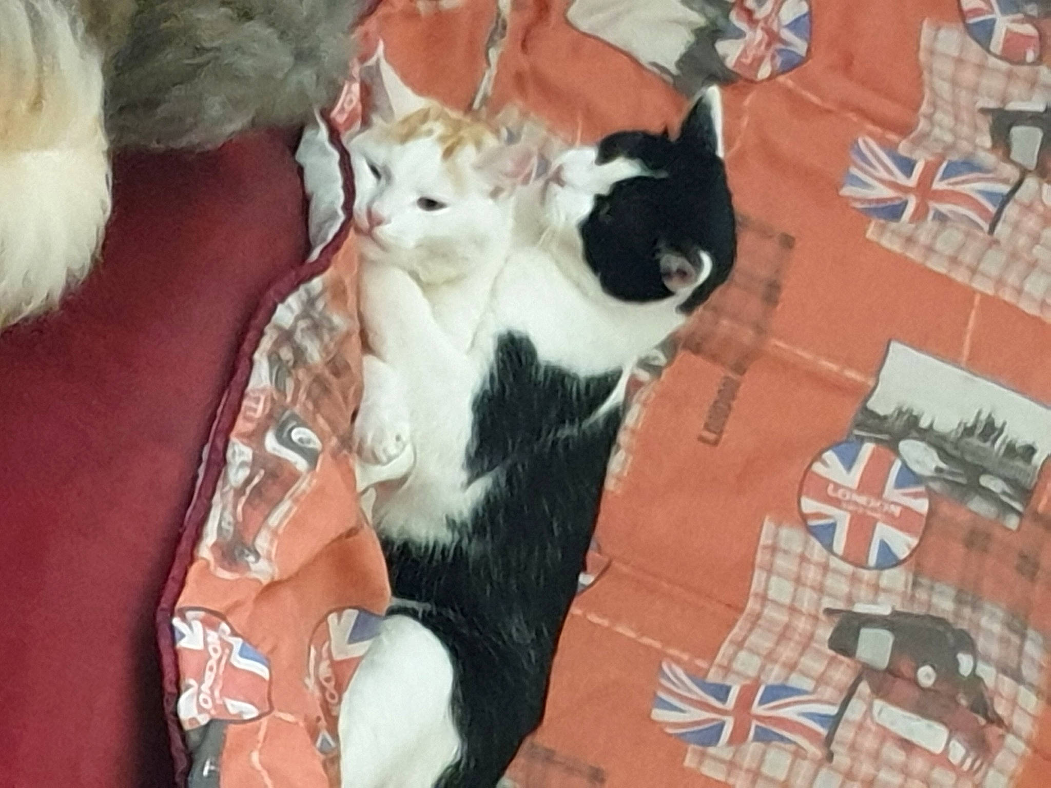 Marlow a rejoint le concours — aidez-le/la à gagner de superbes lots ! canidae, carnivore, cat, comfort, companion_dog, domestic_short_haired_cat, fawn, felidae, flooring, fur, hardwood, lap, pattern, paw, small_to_medium_sized_cats, tail, whiskers, wood