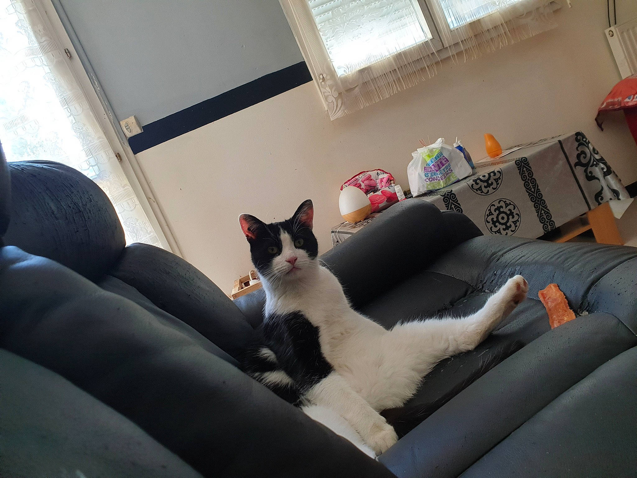 Marlow a rejoint le concours — aidez-le/la à gagner de superbes lots ! carnivore, cat, comfort, couch, domestic_short_haired_cat, felidae, flooring, fur, furniture, grey, house, interior_design, linens, living_room, room, small_to_medium_sized_cats, studio_couch, tail, whiskers, window