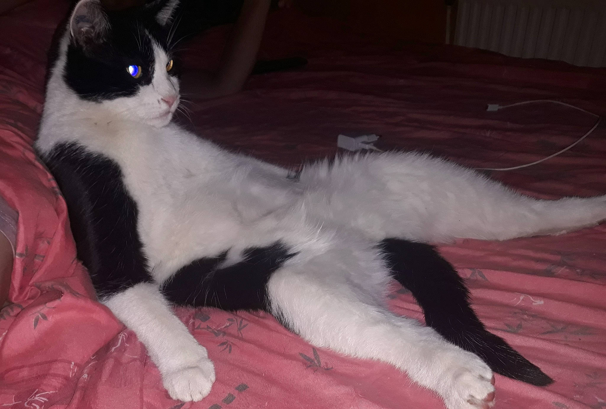 Marlow a rejoint le concours — aidez-le/la à gagner de superbes lots ! black_cat, carmine, carnivore, cat, claw, comfort, dog_breed, domestic_short_haired_cat, felidae, foot, formal_wear, fur, lap, leg, paw, sitting, small_to_medium_sized_cats, snout, tail, whiskers