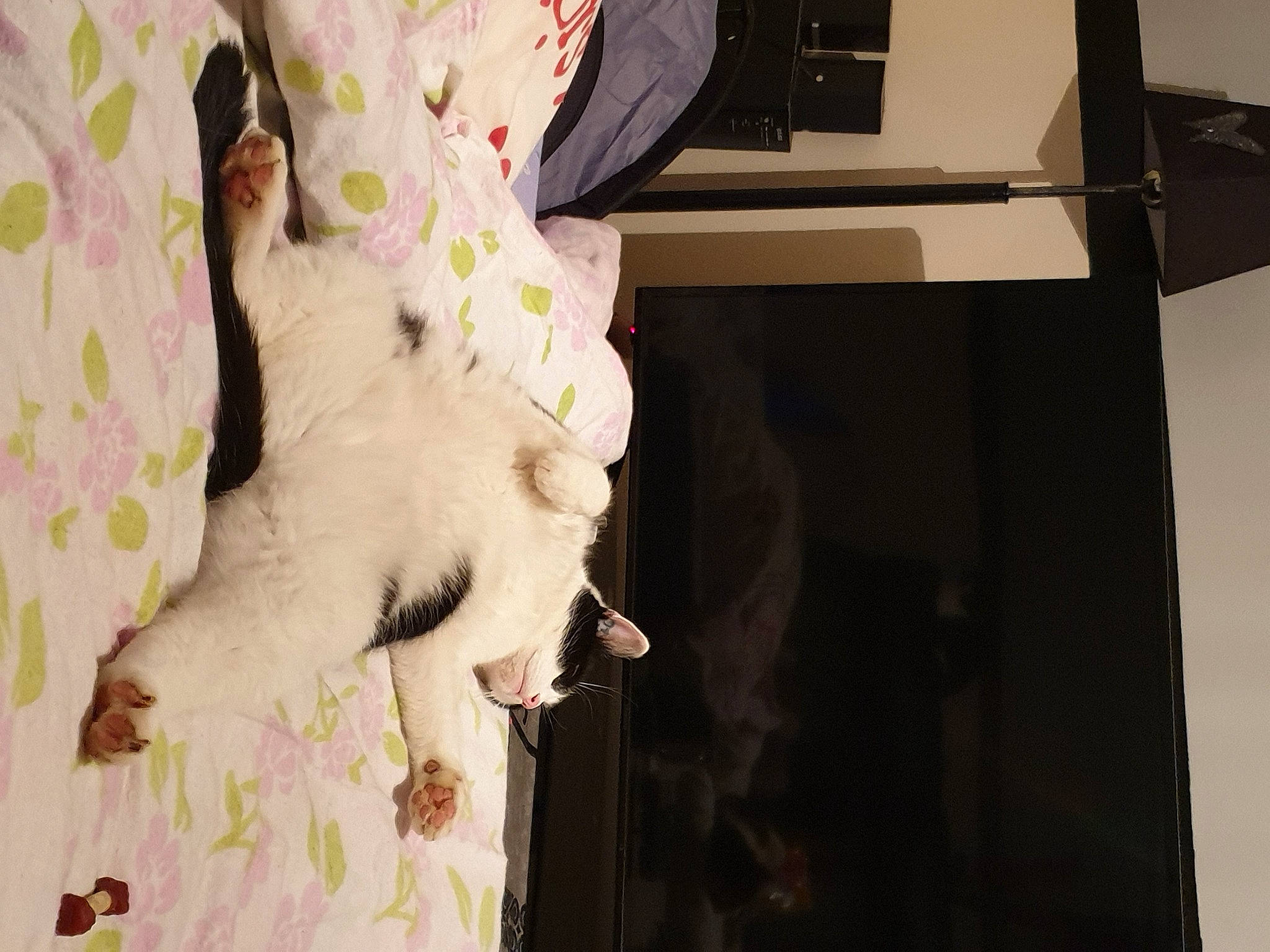 Marlow participe au concours pour gagner de l'argent avec cette photo : canidae, carnivore, companion_dog, curtain, dog_breed, event, fashion_design, felidae, flooring, formal_wear, fur, human_leg, linens, pattern, peach, room, small_to_medium_sized_cats, sporting_group, stuffed_toy, whiskers