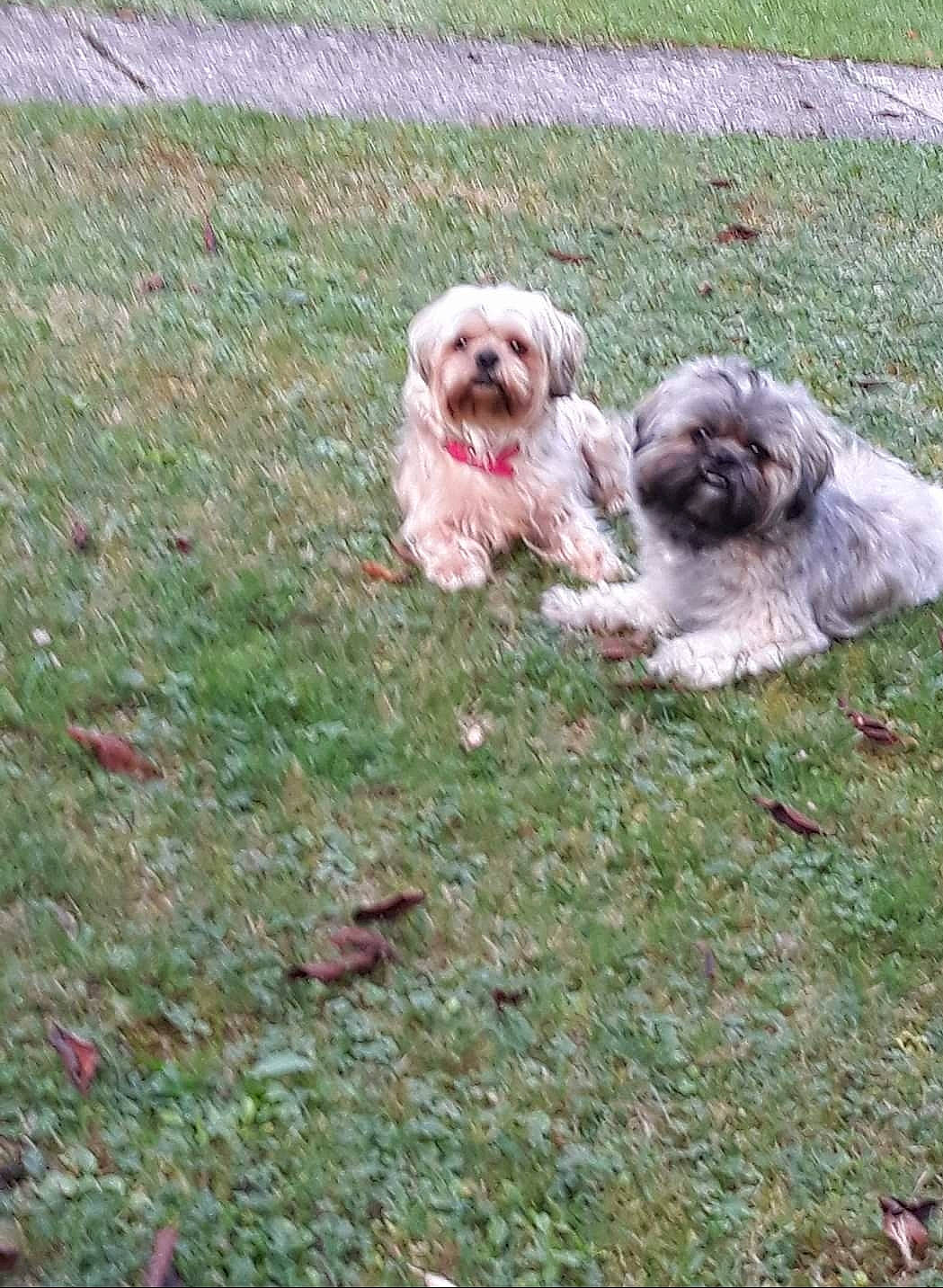 Marley. participe au concours pour gagner de l'argent avec cette photo : canidae, carnivore, companion_dog, dog, dog_breed, dog_supply, fawn, fur, grass, groundcover, liver, mal_shi, shih_tzu, snout, sporting_group, terrestrial_animal, terrier, toy_dog, water_dog, working_animal