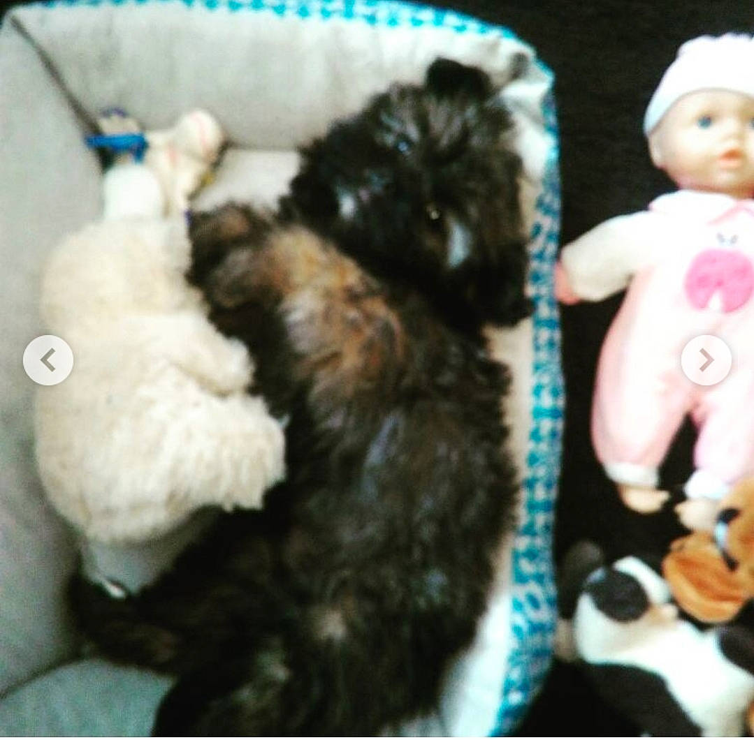 Marley. participe au concours pour gagner de l'argent avec cette photo : carnivore, claw, comfort, companion_dog, dog_breed, doll, fashion_accessory, felidae, fur, pattern, plush, sleeve, sporting_group, stuffed_toy, tail, toy, toy_dog, wig, wool, wrist