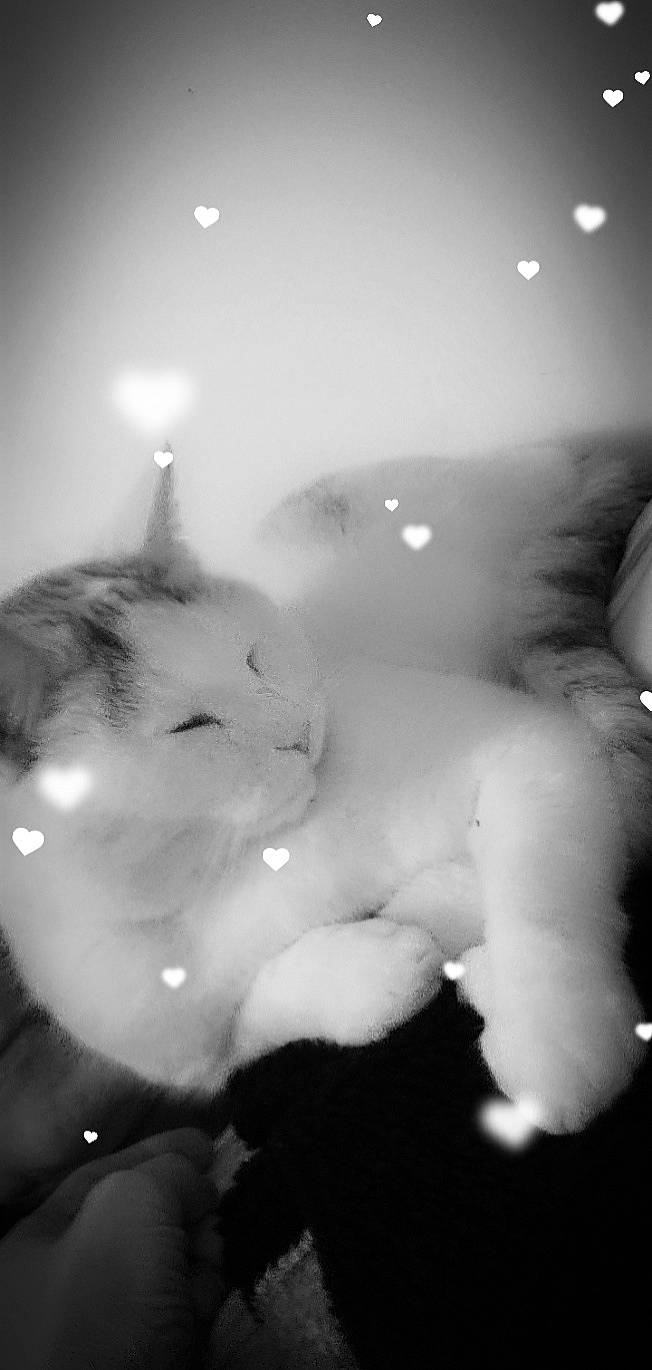 Park participe au concours pour gagner de l'argent avec cette photo : art, atmosphere, atmospheric_phenomenon, black, black_and_white, carnivore, cat, cloud, darkness, felidae, fur, meteorological_phenomenon, monochrome, monochrome_photography, small_to_medium_sized_cats, snow, still_life_photography, stock_photography, style, whiskers