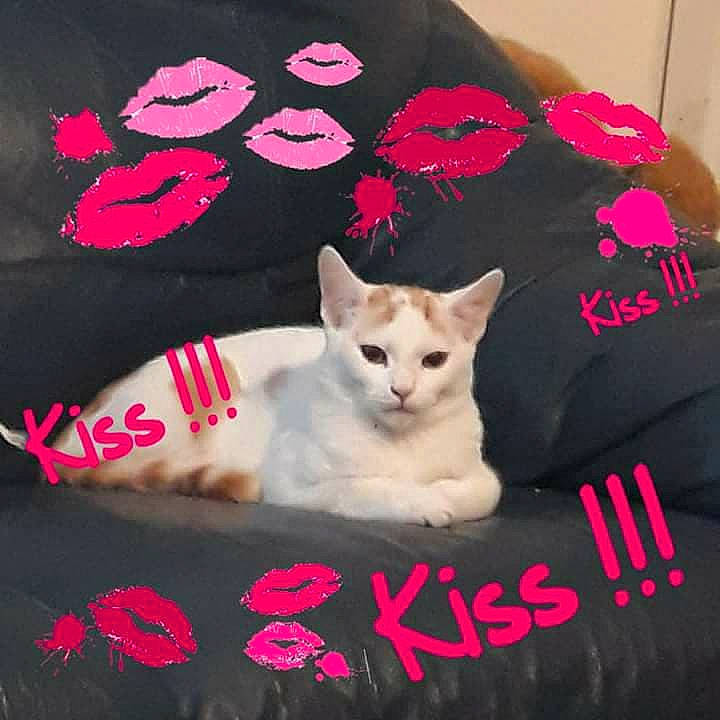 Park participe au concours pour gagner de l'argent avec cette photo : black, carnivore, cat, cat_supply, comfort, fashion_accessory, fawn, felidae, font, fur, magenta, pattern, paw, pet_supply, photo_caption, pink, sleeve, small_to_medium_sized_cats, tail, whiskers