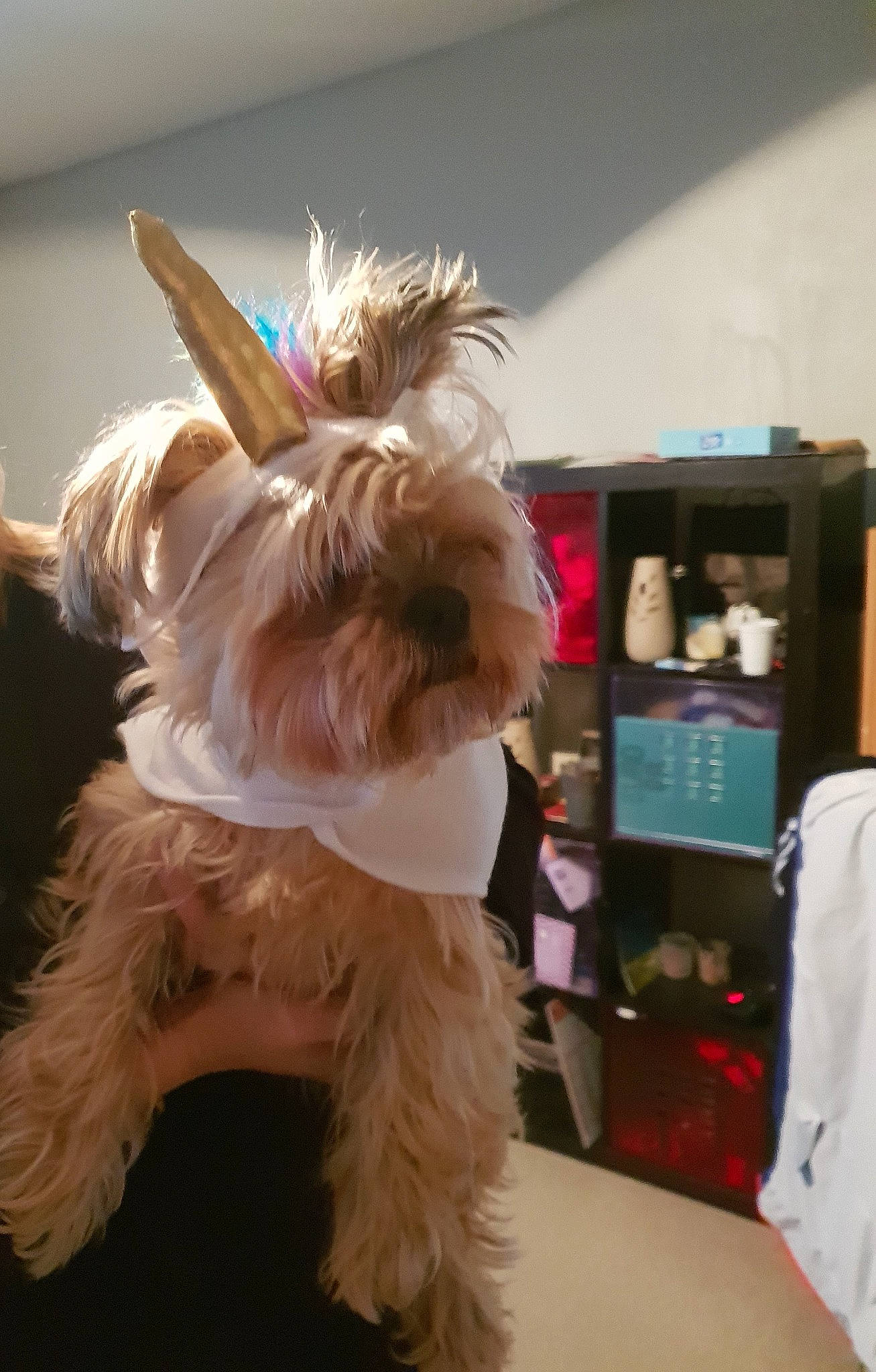 Jewel a rejoint le concours — aidez-le/la à gagner de superbes lots ! canidae, carnivore, companion_dog, dog, dog_breed, dog_clothes, dog_collar, dog_supply, event, fur, liver, natural_material, non_sporting_group, small_terrier, sporting_group, tail, terrier, toy_dog, working_animal