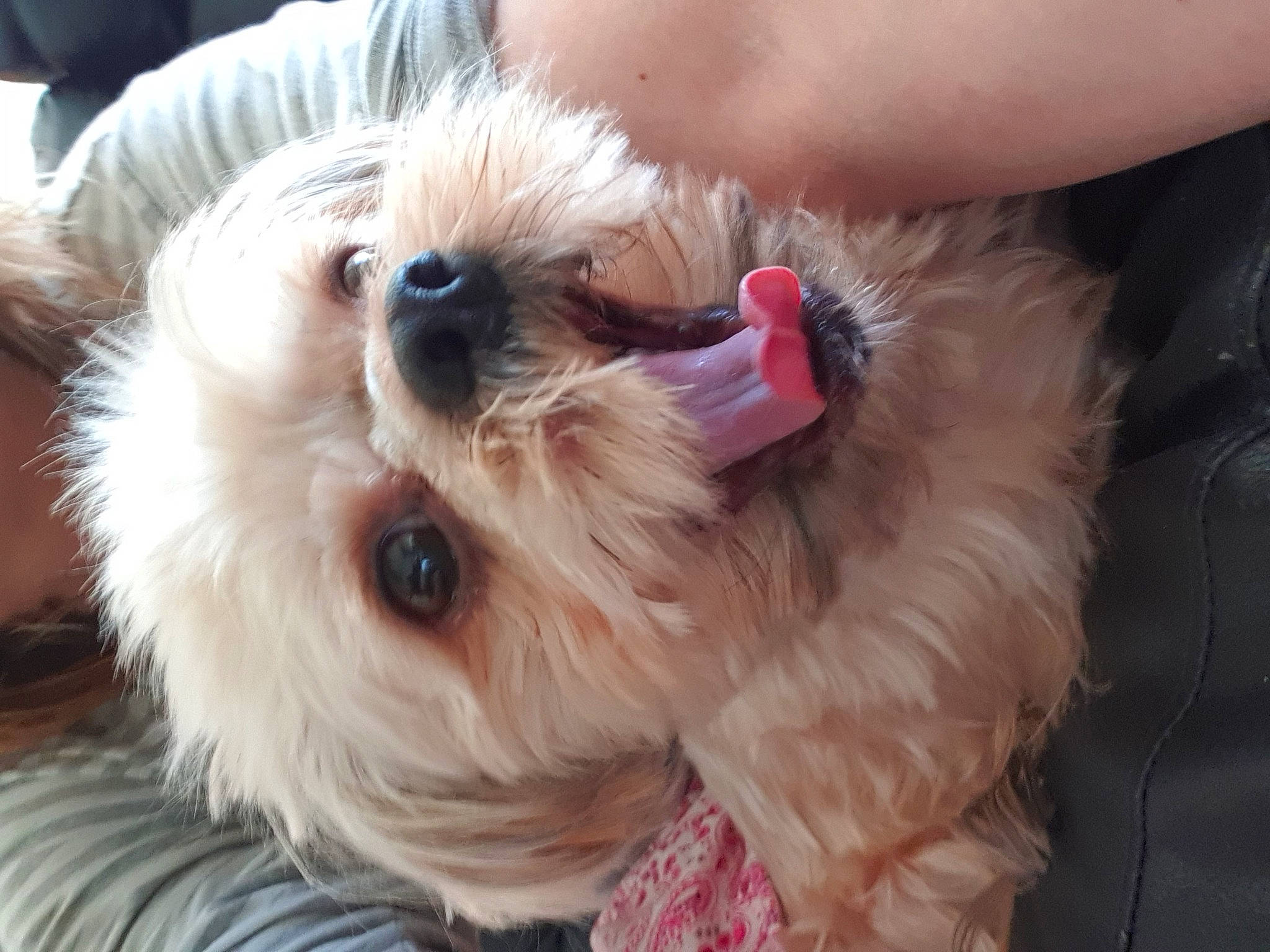 Jewel a rejoint le concours — aidez-le/la à gagner de superbes lots ! canidae, carnivore, companion_dog, dog, dog_breed, dog_clothes, dog_collar, dog_supply, fawn, fur, maltepoo, puppy_love, shih_poo, small_terrier, snout, sporting_group, terrier, toy, toy_dog, working_animal