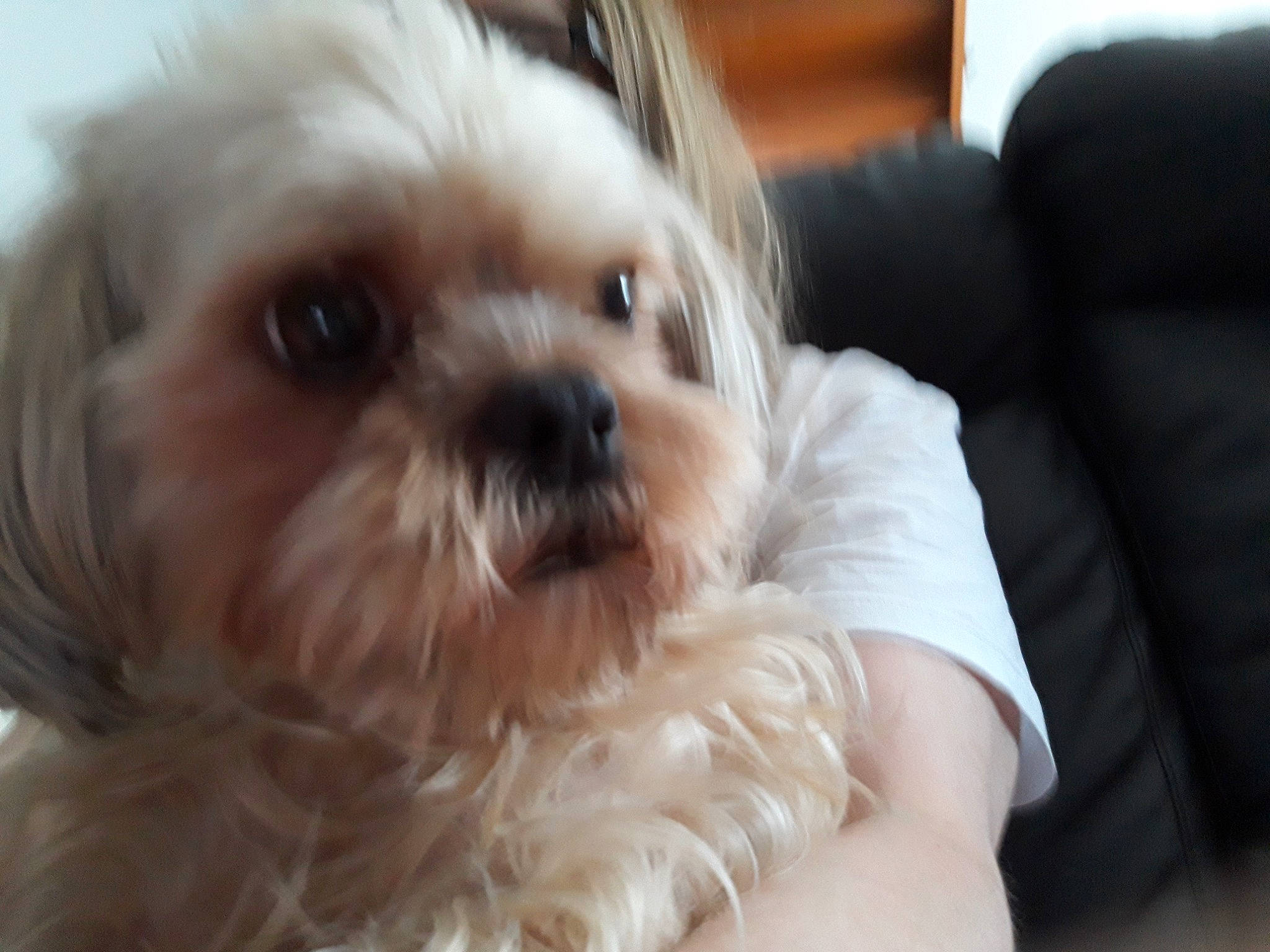 Jewel participe au concours pour gagner de l'argent avec cette photo : canidae, carnivore, comfort, companion_dog, dog, dog_breed, eye, fawn, fur, head, liver, mal_shi, shih_poo, shih_tzu, small_terrier, snout, sporting_group, terrier, toy_dog, working_animal