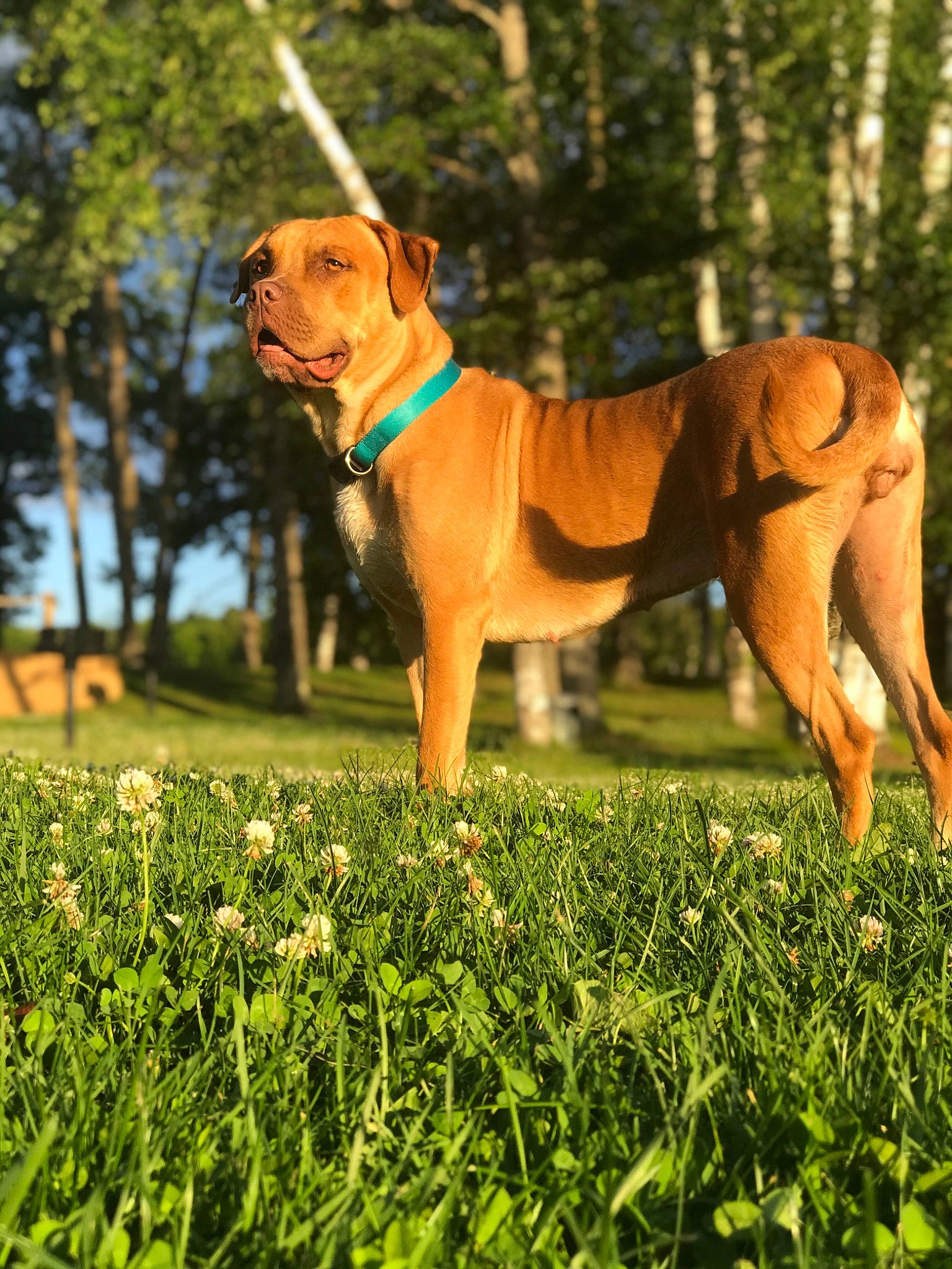 Kali joined the competition — help win amazing prizes! canidae, carnivore, collar, companion_dog, dog, dog_breed, dog_collar, dog_supply, fawn, grass, herbaceous_plant, hunting_dog, liver, mammal, meadow, pet_supply, snout, sporting_group, tail, working_animal