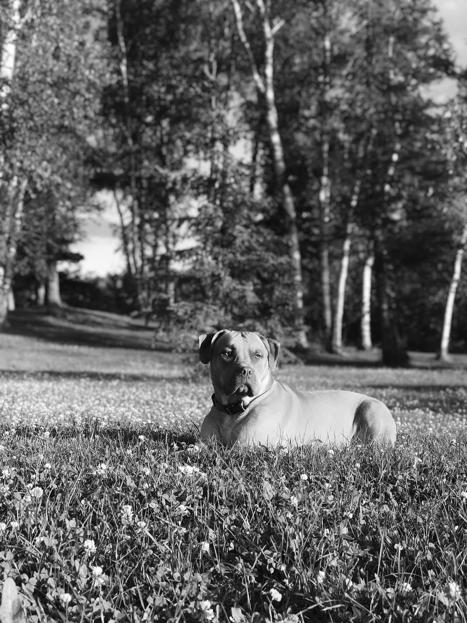 Kali joined the competition — help win amazing prizes! black_and_white, canidae, carnivore, collar, companion_dog, dog, dog_breed, dog_collar, field, hunting_dog, mammal, monochrome, monochrome_photography, retriever, snout, sporting_group, stock_photography, trunk, working_animal, working_dog