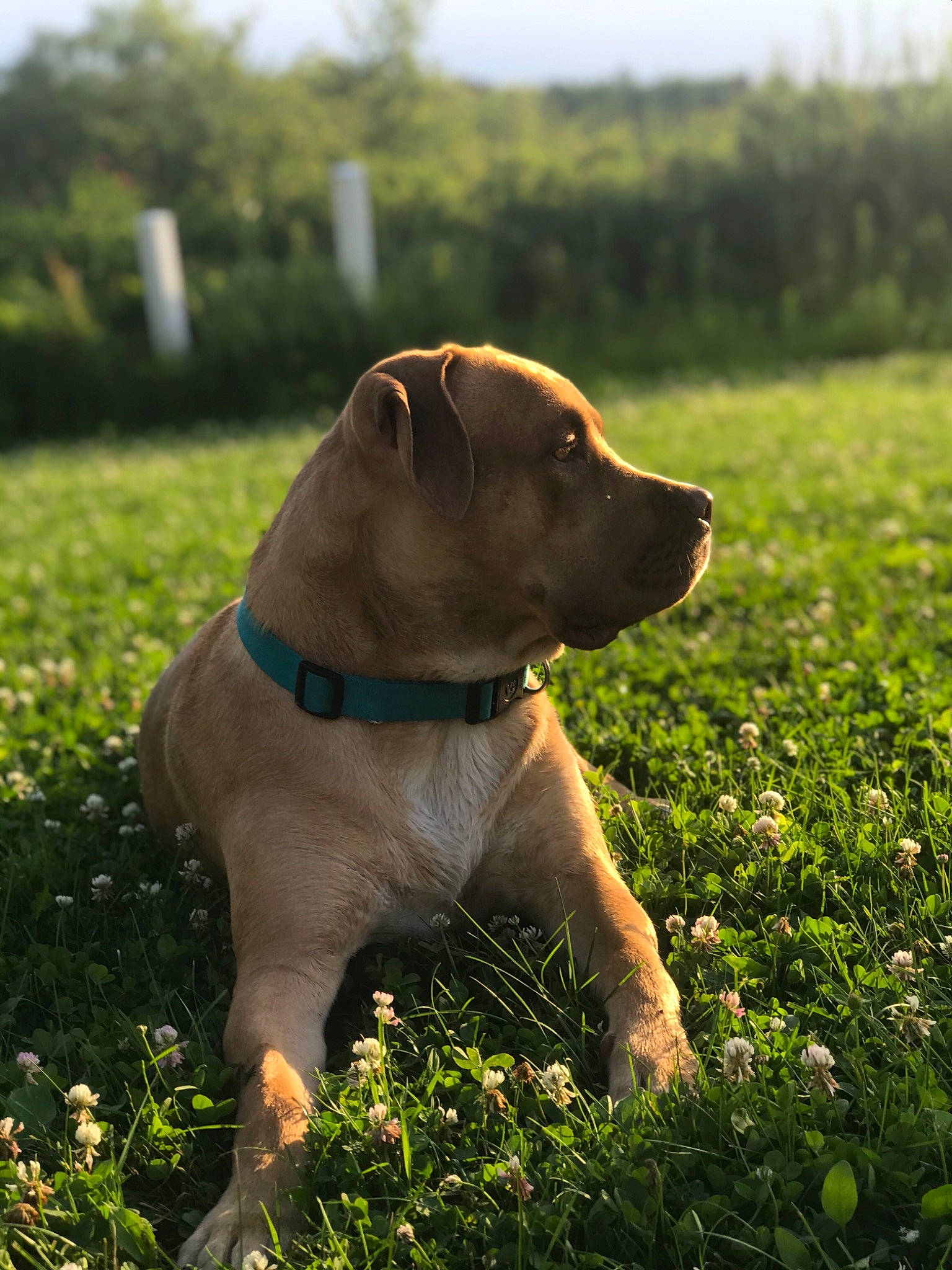 Kali joined the competition — help win amazing prizes! canidae, carnivore, collar, companion_dog, dog, dog_breed, dog_collar, fawn, field, grass, grassland, groundcover, liver, mammal, meadow, prairie, snout, sporting_group, sunlight, working_animal