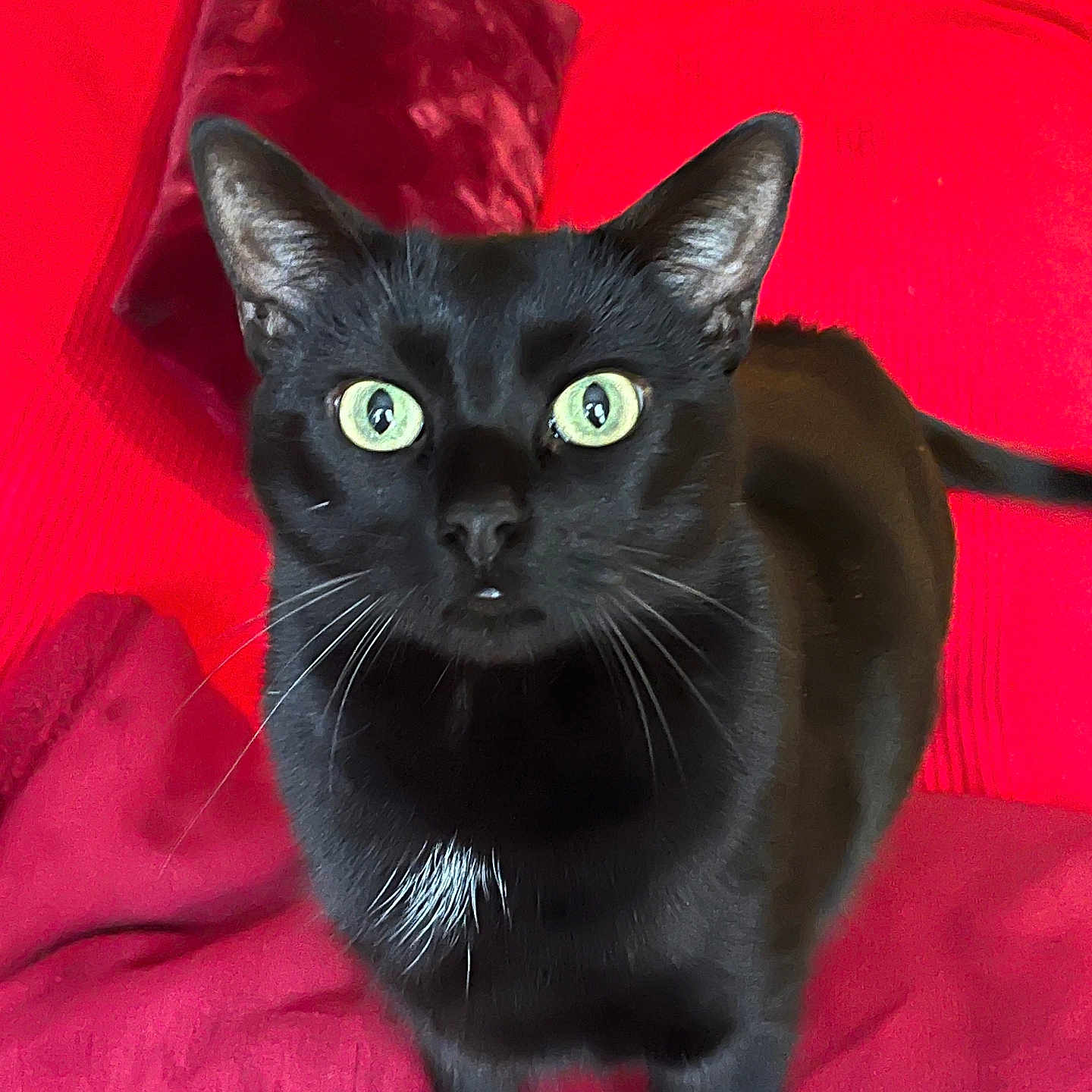 Touki Dit Minette a rejoint le concours — aidez-le/la à gagner de superbes lots ! abyssinian, animal, armchair, blackcat, cat, chair, furniture, kitten, manx, pet, velvet