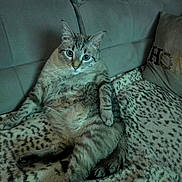 Tigris a rejoint le concours — aidez-le/la à gagner de superbes lots ! cat, tabby_cat, pet, animal, feline, indoor, couch, blanket, resting, curious, sitting, fur, whiskers, ears, tail, home, cozy, relaxed, cute, mammal