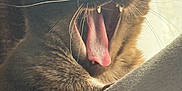 Agni is registered to the contest to win money with this photo: cat, animal, pet, close_up, yawning, mouth_open, teeth, tongue, fur, whiskers, alert, indoor, cozy, soft_light, texture, feline, portrait, cute, expression, closeup