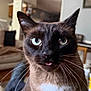 cat, siamese, close_up, blue_eyes, tongue_out, whiskers, pet, indoor, living_room, furniture, soft_light, domestic_animal, cute, animal_face, portrait, curious, fur, home, relaxed, mammal