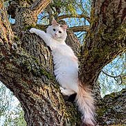 Toupie a rejoint le concours — aidez-le/la à gagner de superbes lots ! animal, branches, cat, climbing, closeup, curious, daylight, fluffy, fur, greenery, moss, nature, outdoor, pet, serene, sky, tail, tree, white_cat, wildlife