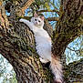 animal, branches, cat, climbing, closeup, curious, daylight, fluffy, fur, greenery, moss, nature, outdoor, pet, serene, sky, tail, tree, white_cat, wildlife